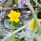 Yellow flower