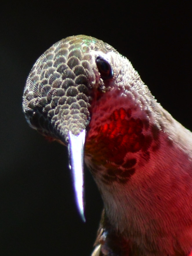 Anna's Hummingbird