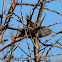 Dartford Warbler; Curruca Rabilarga