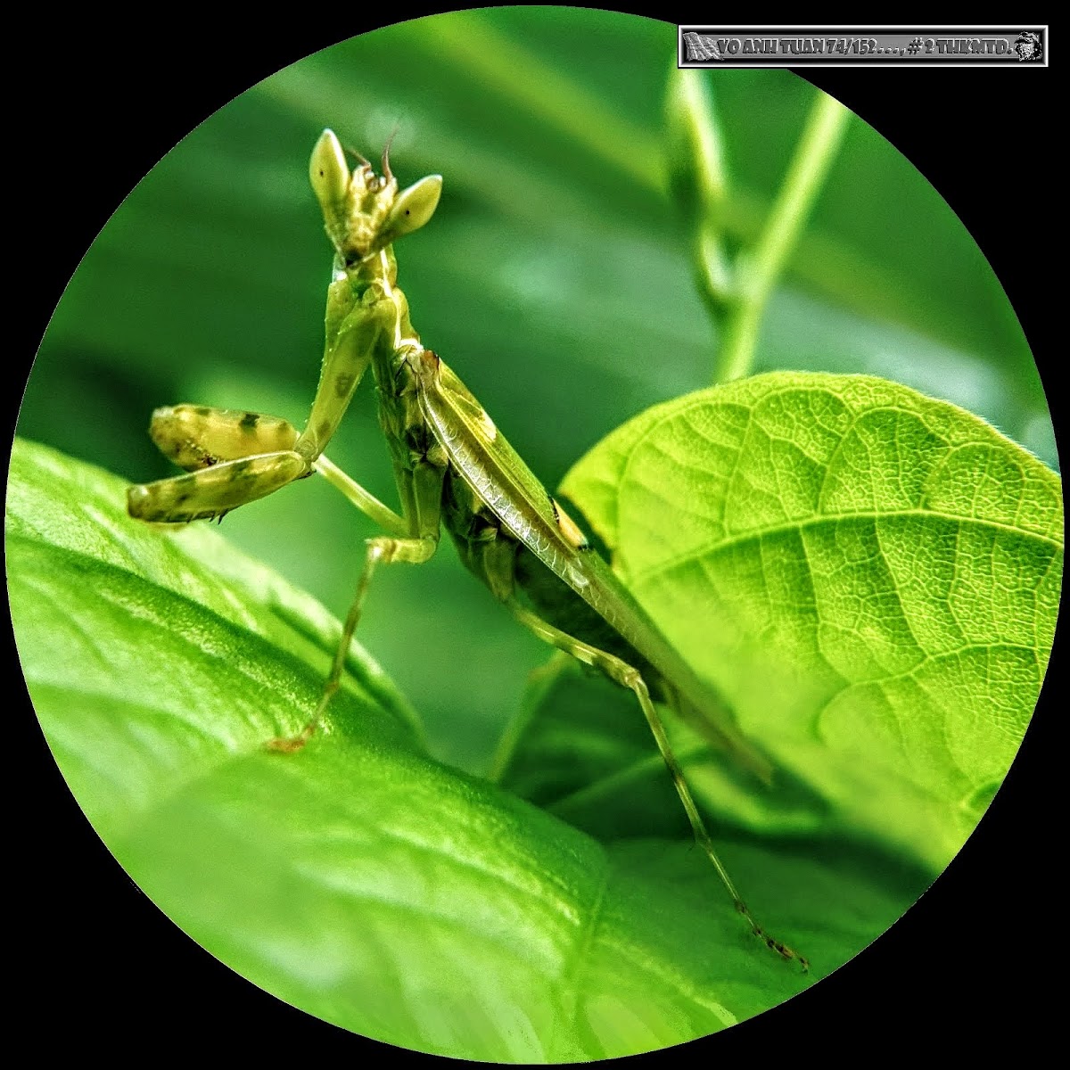 Jeweled Flower Mantis