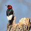 Red Headed Woodpecker