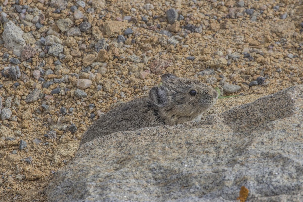 Pika