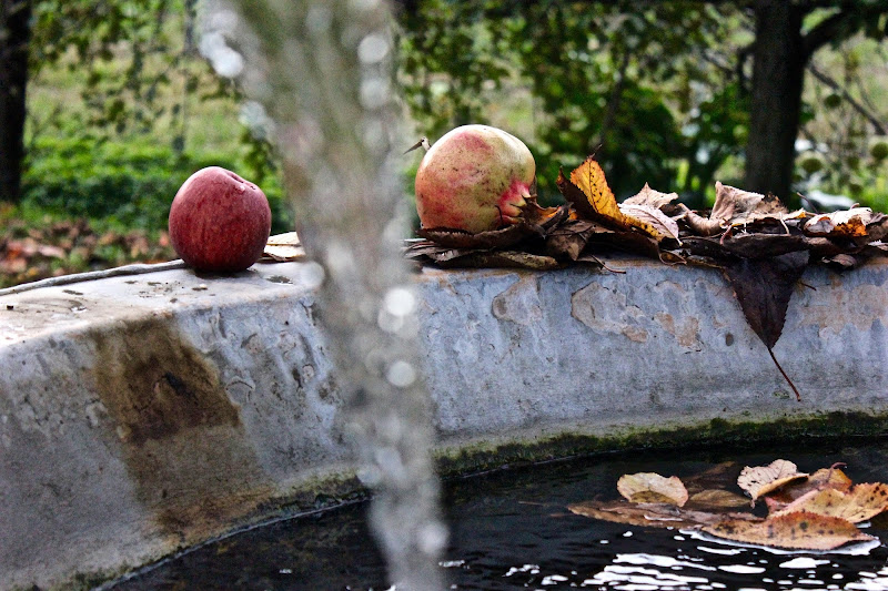 Frutti autunnali di camilladallacia