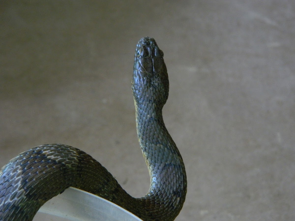 Northern Water Snake