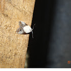 Tiny Moth