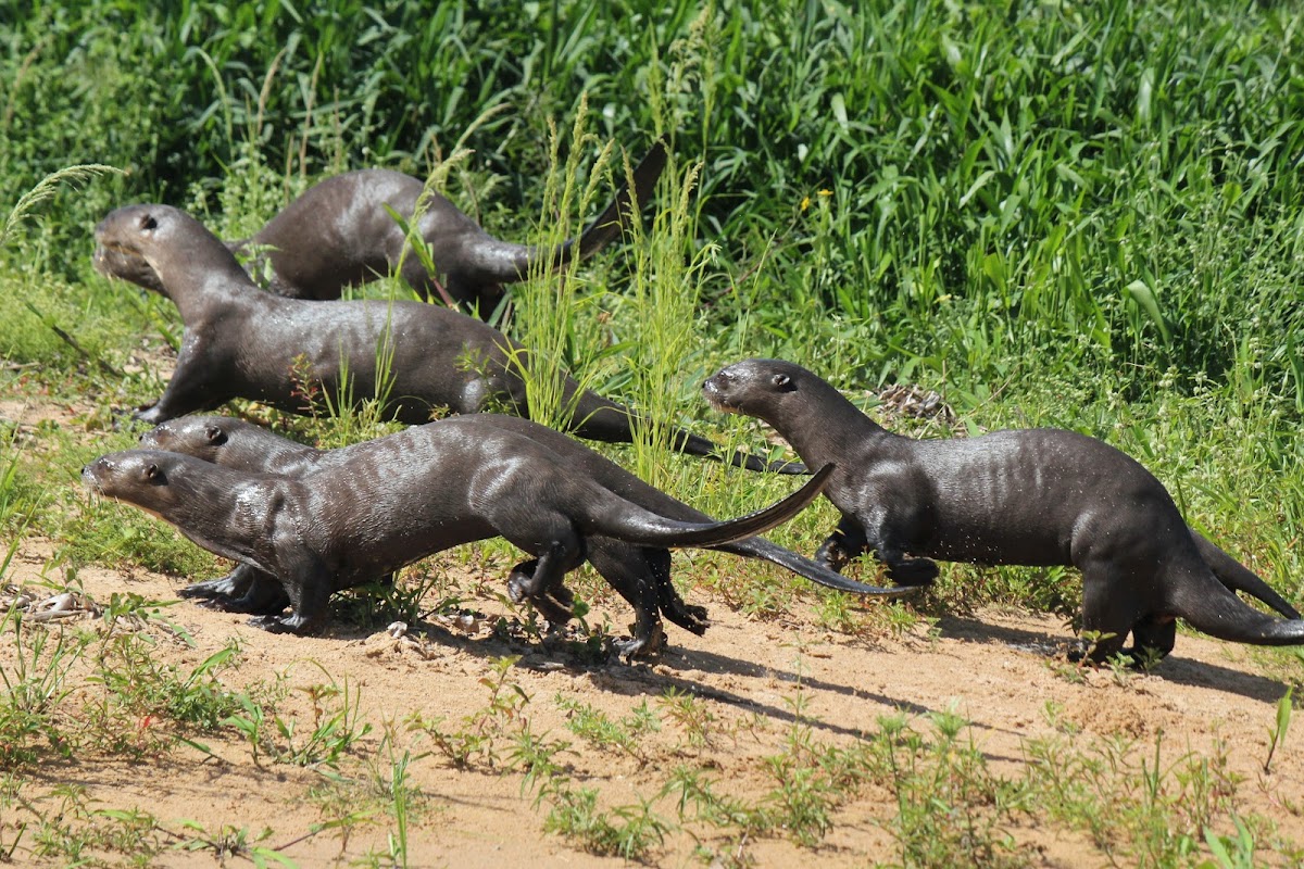 Giant-Otter