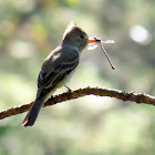 Greater Pewee