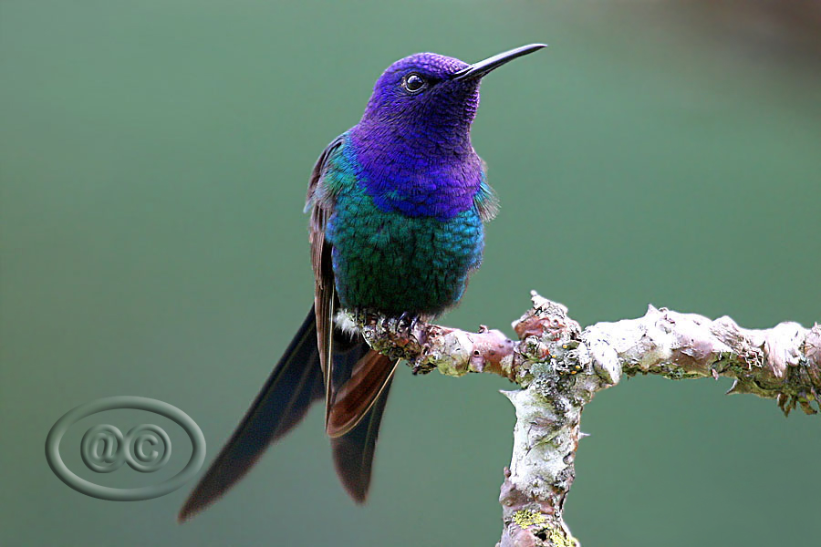 Beija-flor-tesoura (Swallow-tailed Hummingbird)