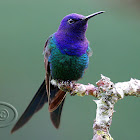 Beija-flor-tesoura (Swallow-tailed Hummingbird)