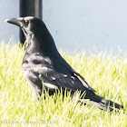 Carrion Crow