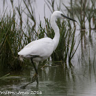 Little Egret