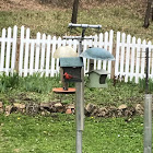 Northern cardinal