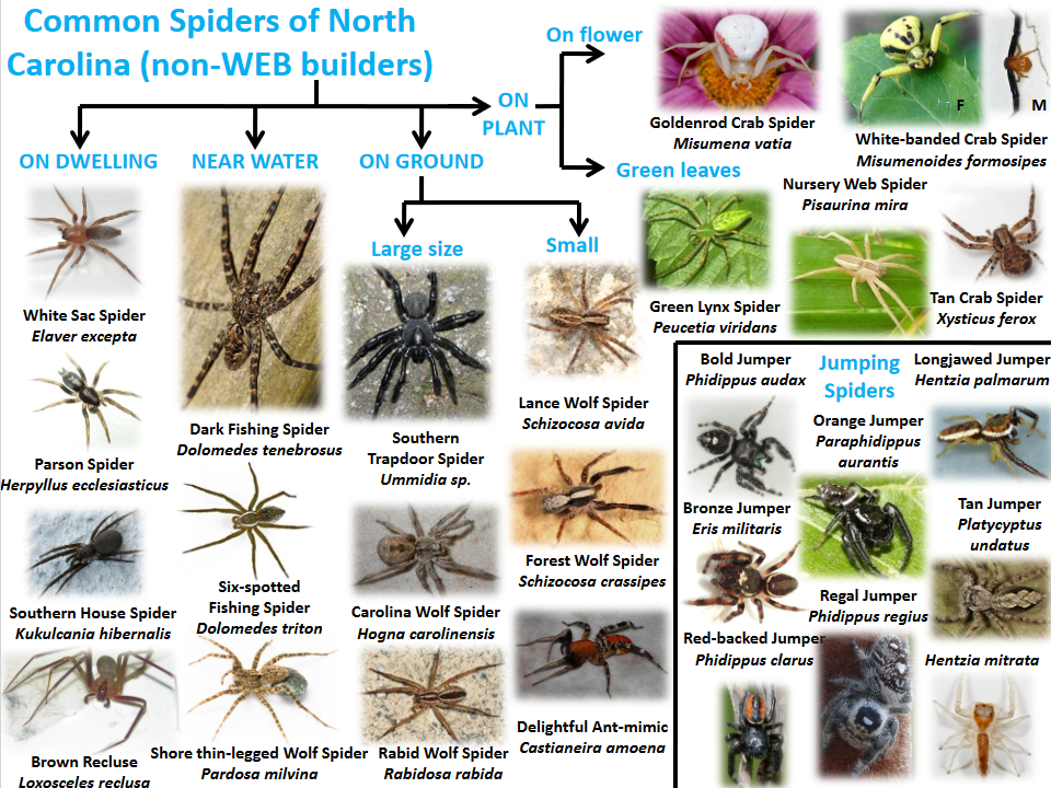 Spider Identification Chart Georgia