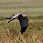 Northern Harrier