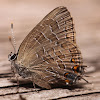 Striped Hairstreak