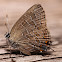 Striped Hairstreak