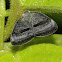 Ricaniid Planthopper