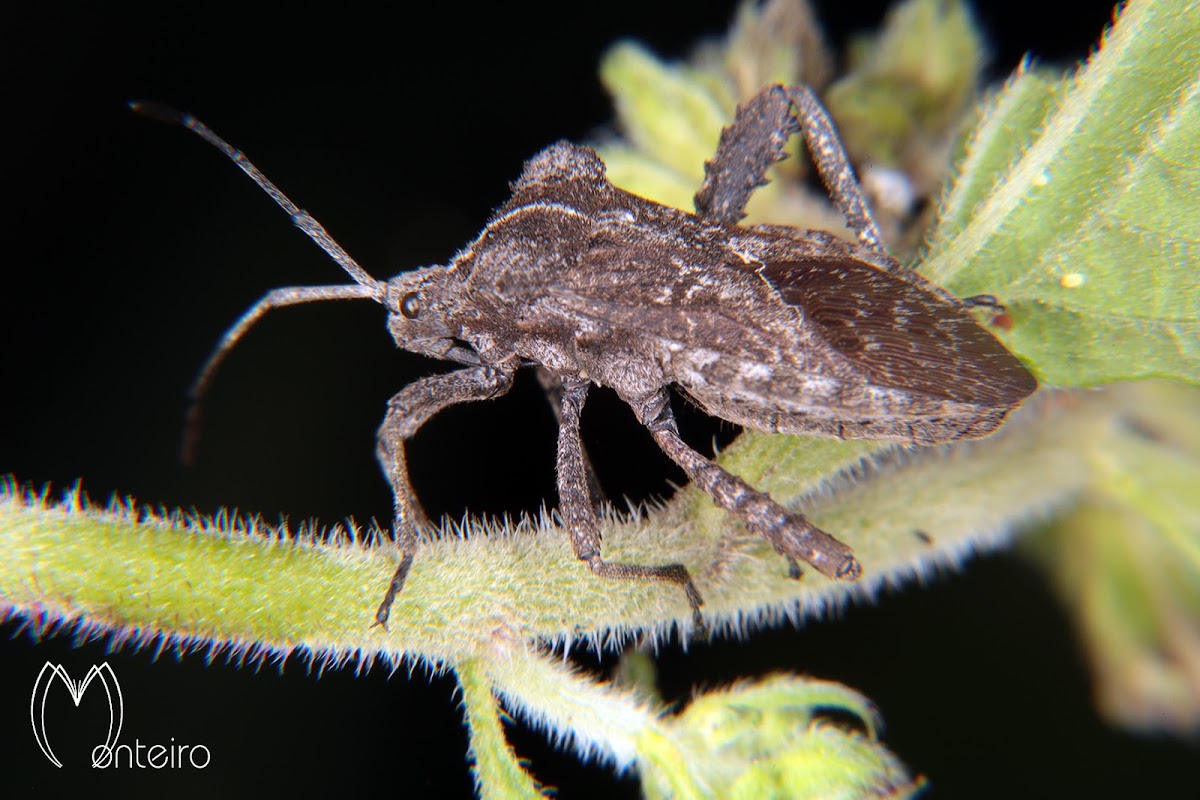 Leaf footed bug