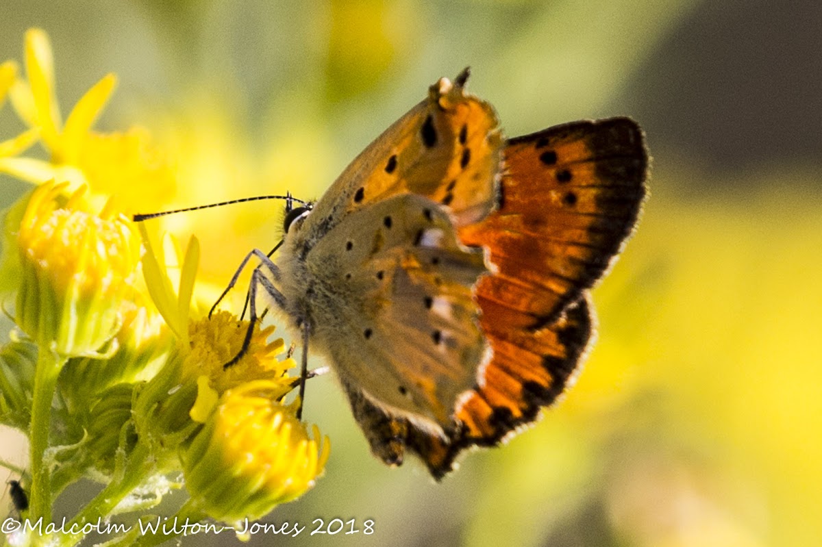 Scarce Copper