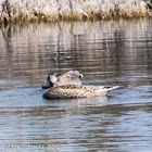 Gadwall; Anade Friso