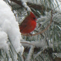 Cardinal