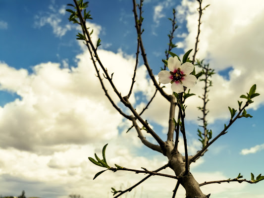 Risveglio di primavera di carmelomic