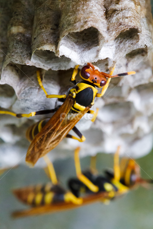 Polistes by Foggy Paipa - Animals Insects & Spiders ( caribe, island, avispa, insectos, nest, el yunque, insects, puerto rico, wasp, tropical, paper wasp, caribbean, paper, avispas, tropics, insect, rainforest )