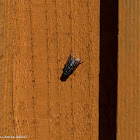 Flesh Fly