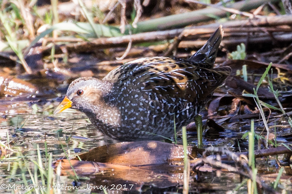 Spotted Crake; Polluela Pintoja