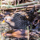 Spotted Crake; Polluela Pintoja