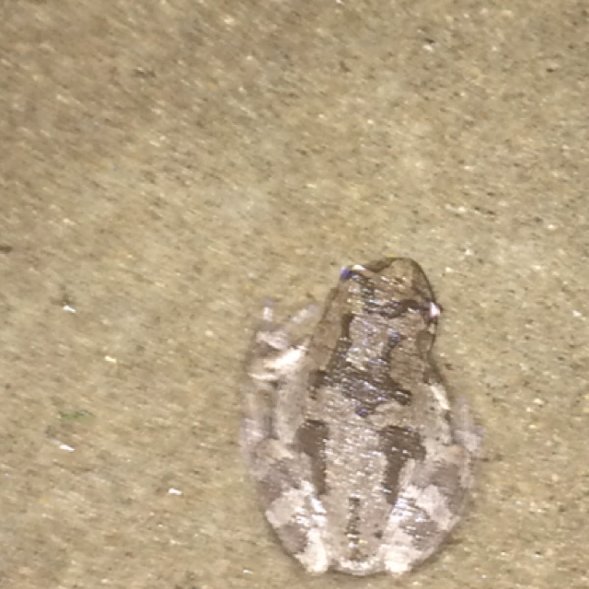 Illinois chorus frog