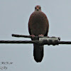 Ground Dove