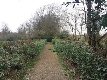 Laurel hedge reduction album cover