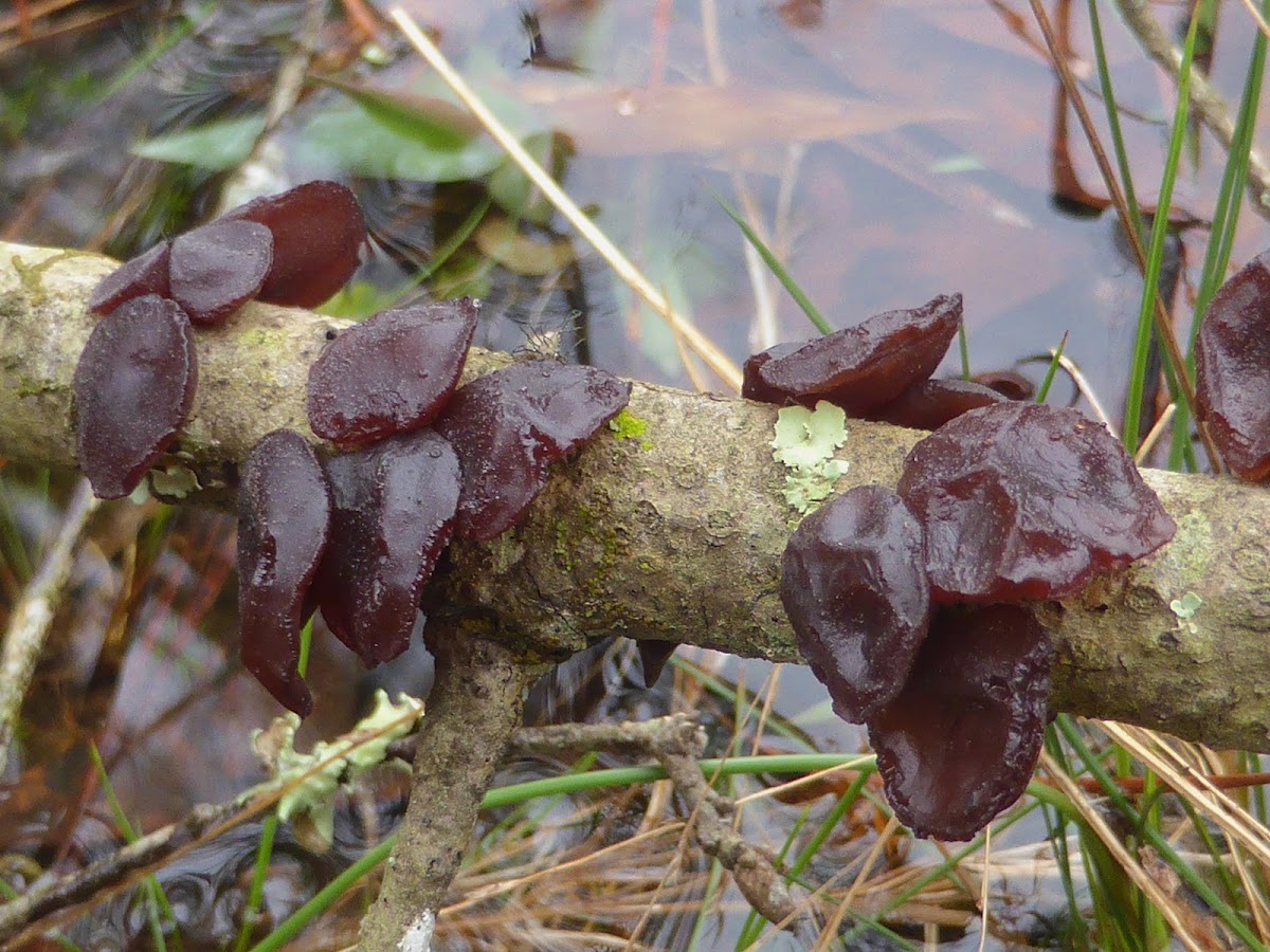 Jelly Fungus