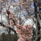 Pink Plum Blossom