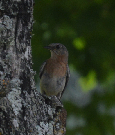 Eastern blue bird