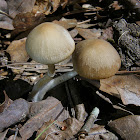 Spring Psathyrella