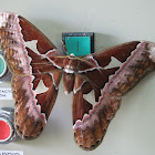 Rothschild's Silk Moth