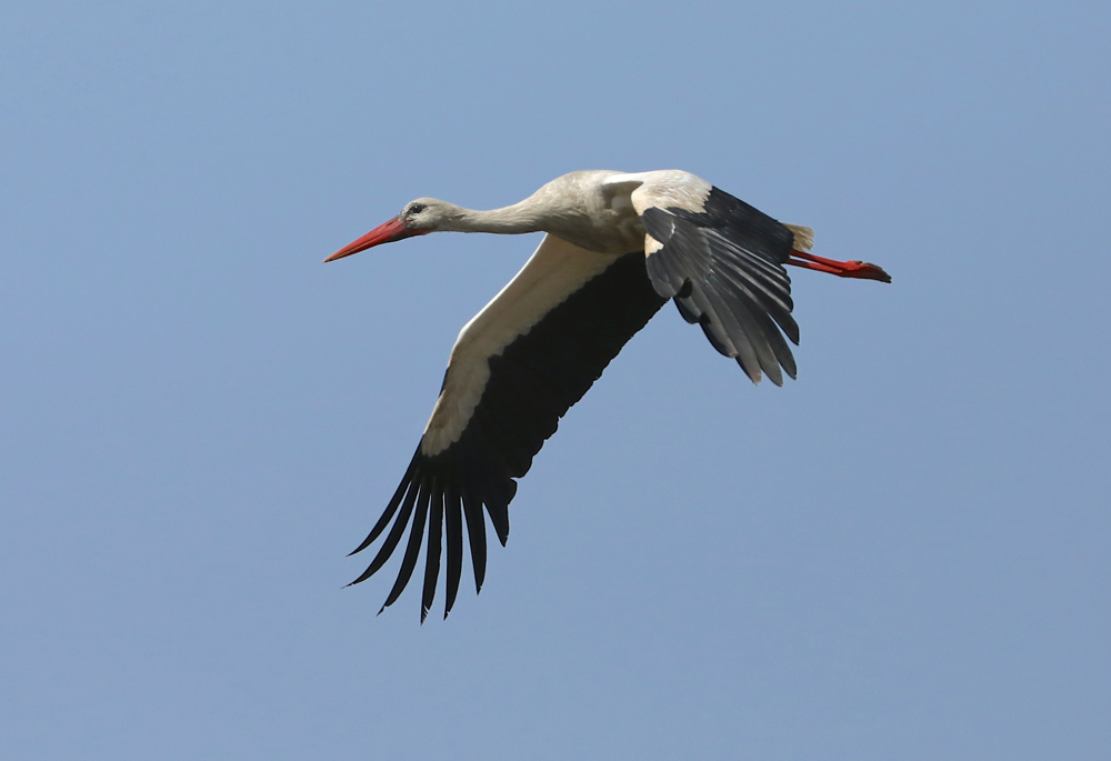 White Stork