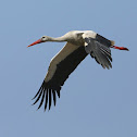 White Stork