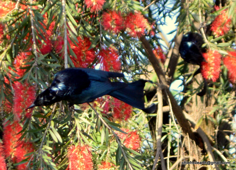 drongo