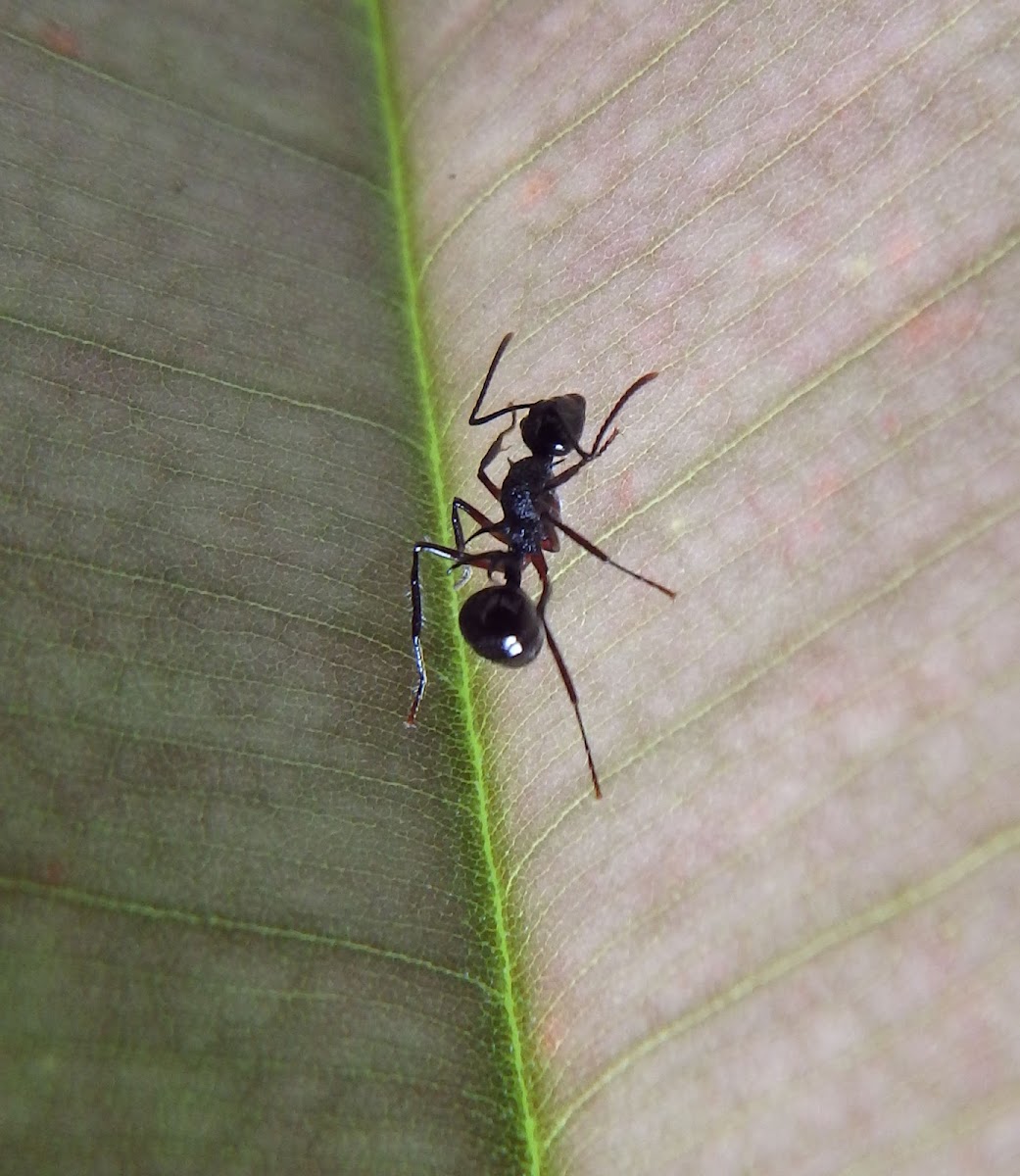 Black Ant