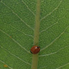 Aphids and a lady bug(?)