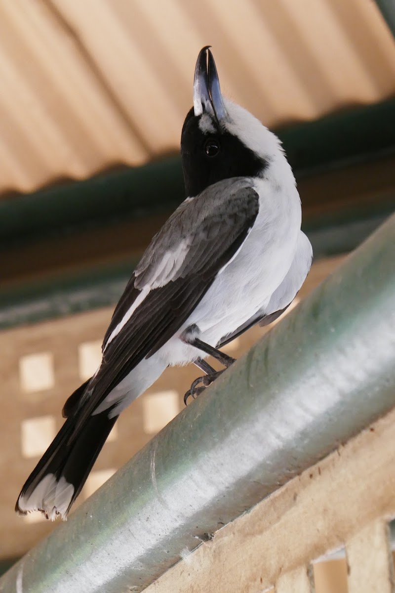 Grey Butcherbird (adult)