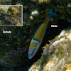 Ornate Wrasse