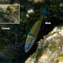 Ornate Wrasse