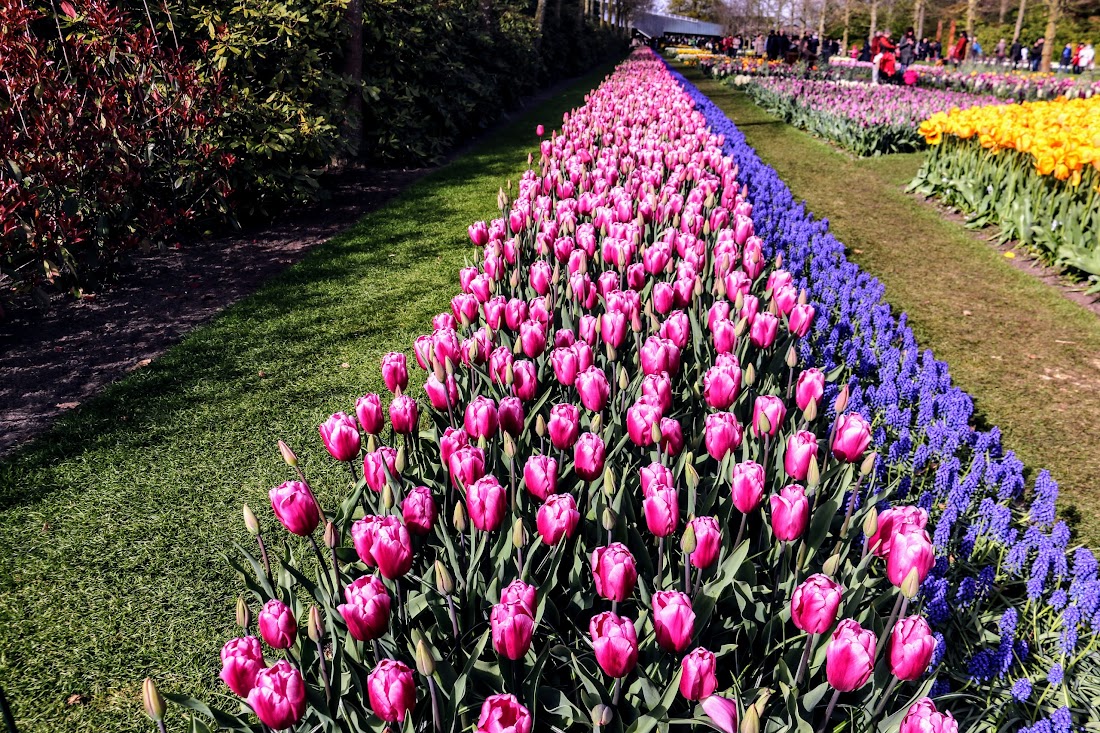 Парк Keukenhof, Ouddorp и Rotterdam "на закуску" - апрель 2017