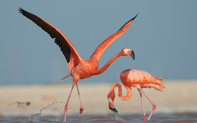 Flamingo Tab