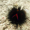 Radiant Sea Urchin