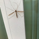 Crane Fly